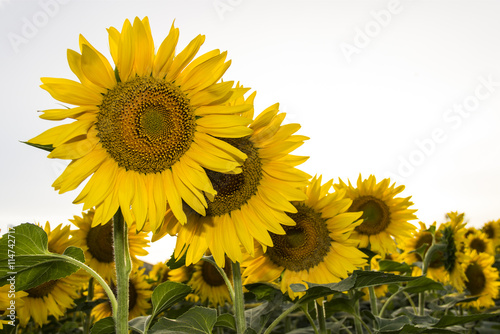 Girasoles