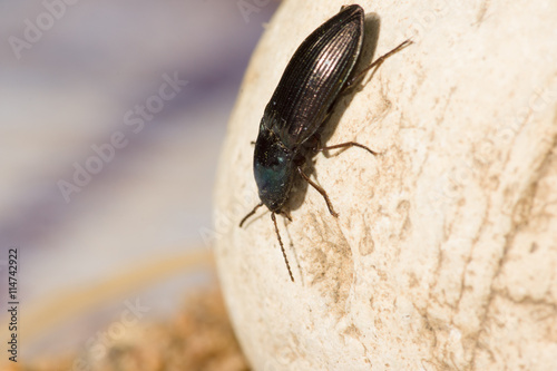 the black beetle