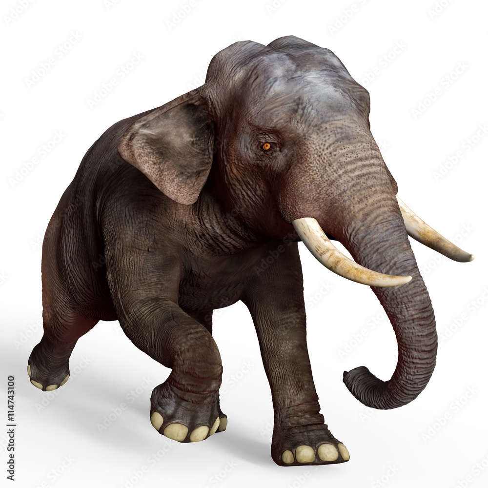 Obraz premium elephant