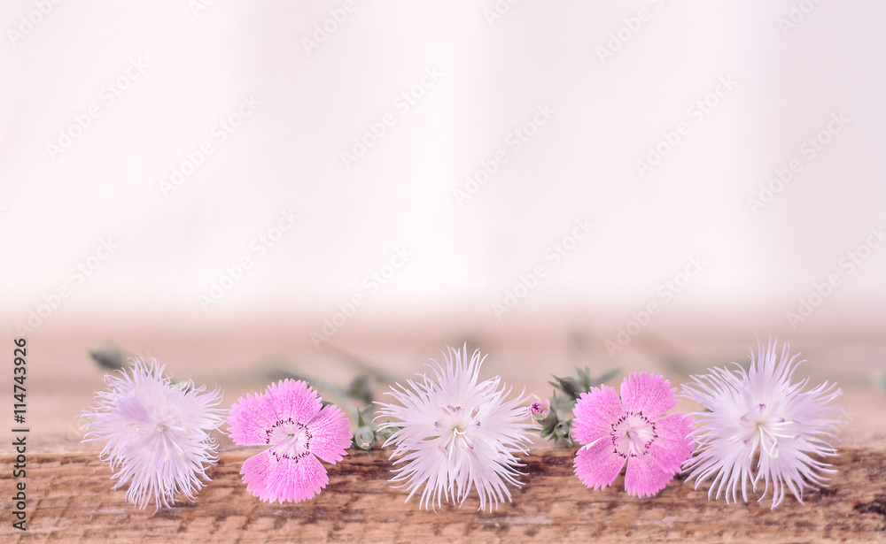 Soft background with wild Dianthus. Blurred for background Soft background with wild Dianthus. Blurred for background