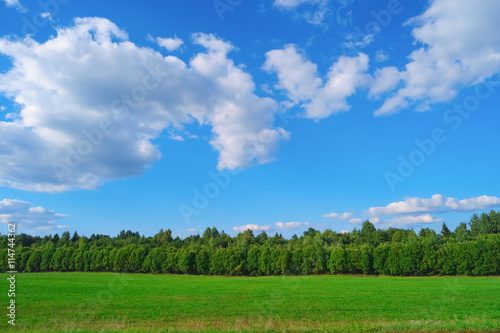 Summer landscape with sky  clouds  trees and grass