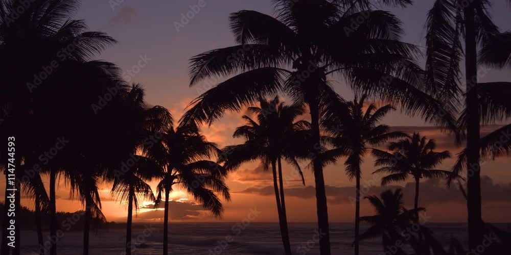Palm trees silhouetted against a glowing Hawaiian sunset Palm trees silhouetted against a glowing Hawaiian sunset