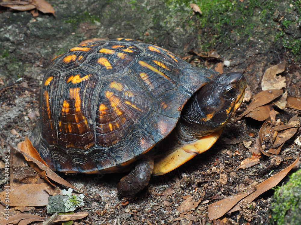 Eastern Box Turtle in It's Natural Environment Eastern Box Turtle in It's Natural Environment