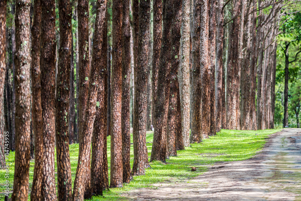Naklejka premium pine forest with gravel road