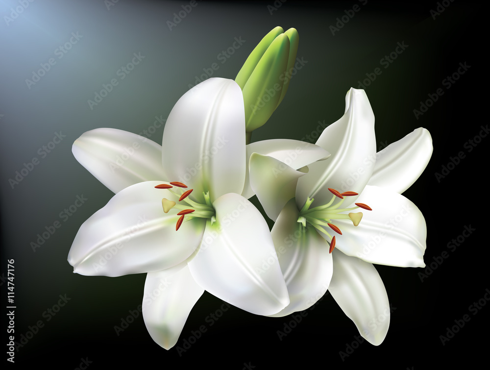 Naklejka premium White lilies isolated on a dark background.