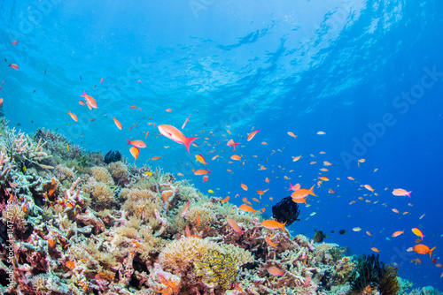 Rafa koralowa i kolorowe ryby