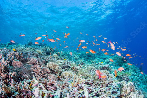 Fototapeta Naklejka Na Ścianę i Meble -  Coral Reef and Colorful Fishes