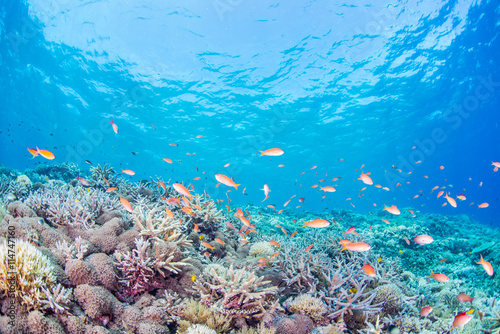 Coral Reef and Colorful Fishes