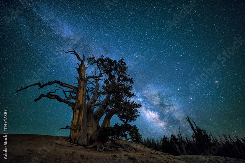 Bristlecone pine, rising Milkyway, Utah © aheflin