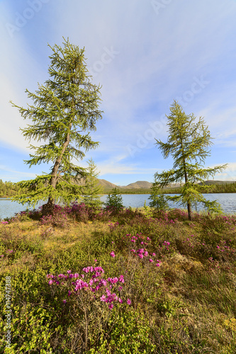 Larch and rhododendron in the background of mountain lake