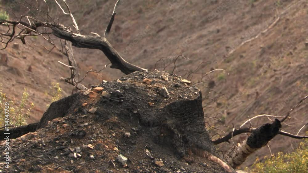 From close-up of charred stump to wide view of clearcut canyon From close-up of charred stump to wide view of clearcut canyon