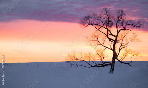 Silhouette of tree in snow at sunset
