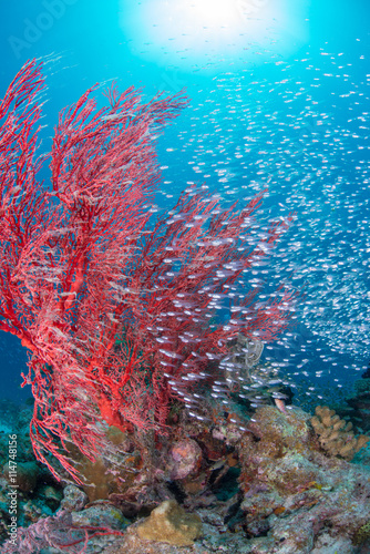 Fototapeta Naklejka Na Ścianę i Meble -  Luminous cardinalfish with sea fan