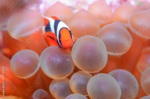 Juvenile Anemonefish photo