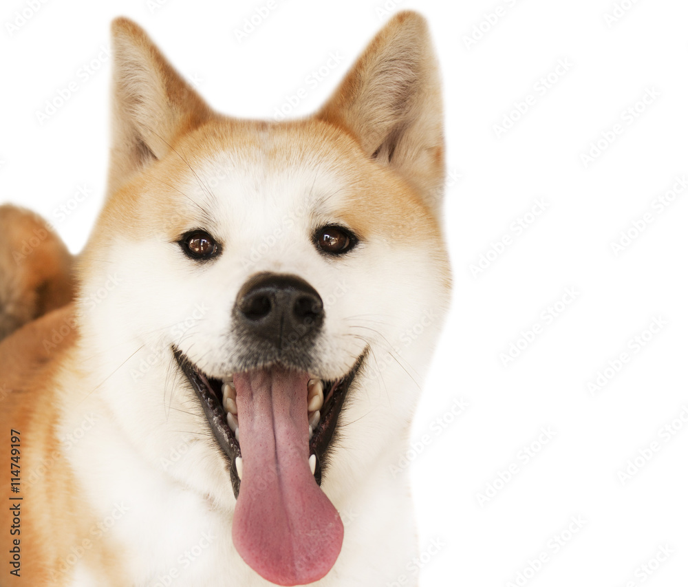 Cute funny smiling dog. Akita inu portrait isolated on white background.