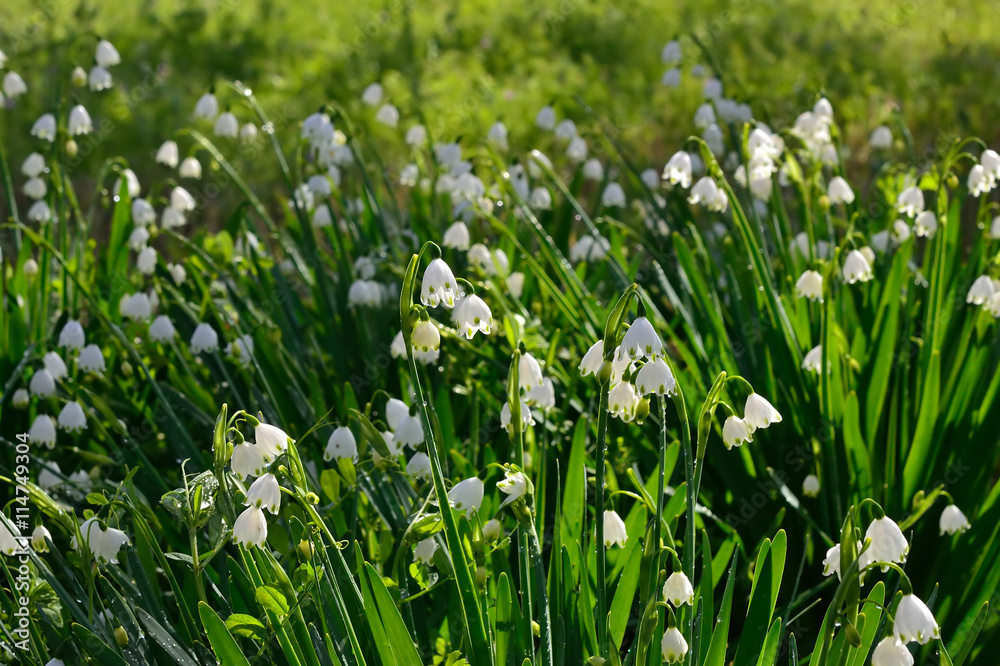 Fototapeta premium Morning dew on flowers of snowflakes.