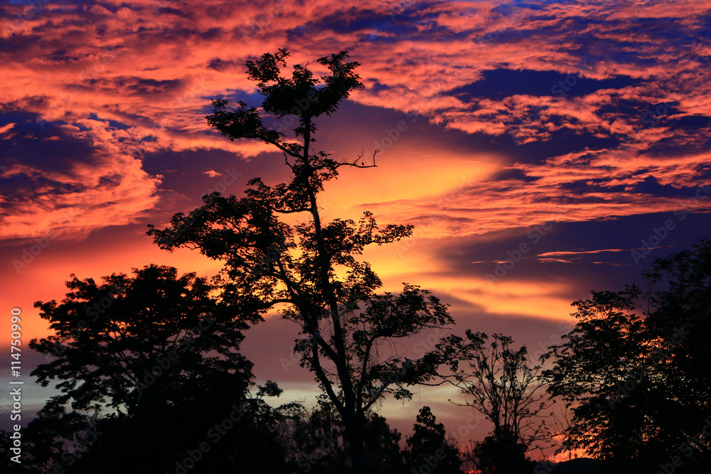 Sunset sky with tree in front background in Thailand