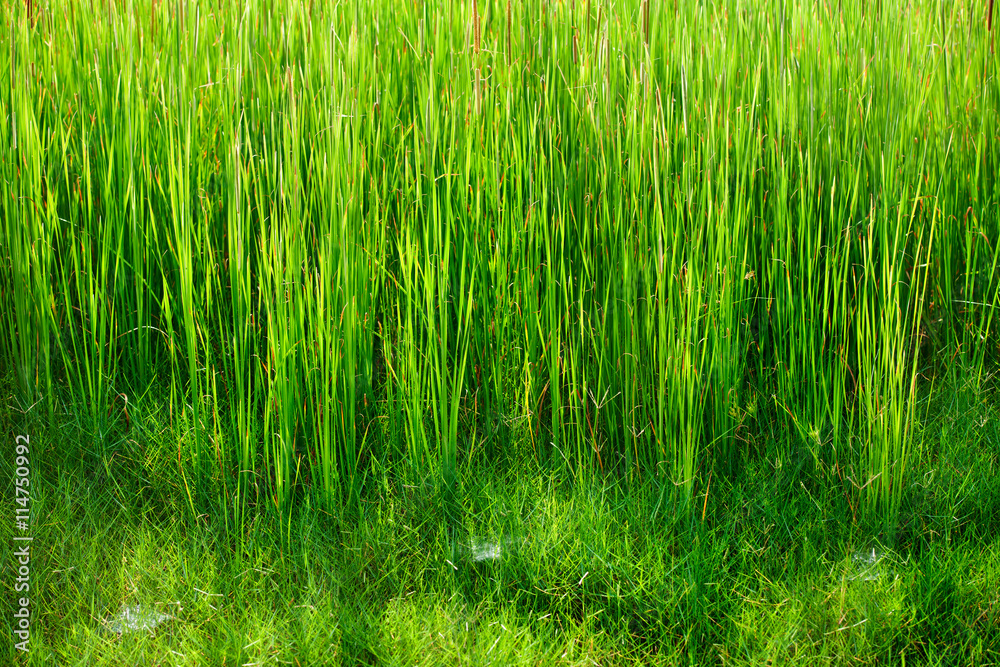Obraz premium Green grass and gossamer