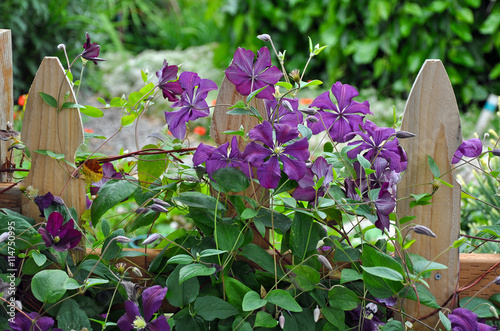 Fotografía Wooden fence and clematis flowers