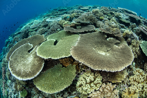 Beautiful Coral Reef in Wakatobi National Park