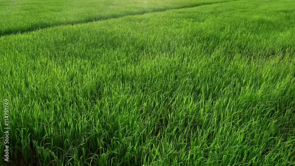 Landscape of a beautiful green field with rice stalks swaying in the wind. Landscape of a beautiful green field with rice stalks swaying in the wind.