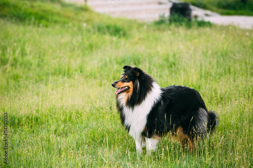 Shetland Sheepdog, Sheltie, Collie Outdoor In Summer Grass