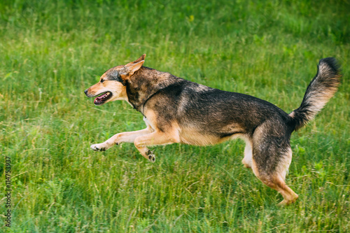 Mixed Breed Medium Size Three Legged Dog Play Outdoor In Summer 
