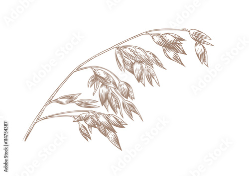 Spikelet of oat photo