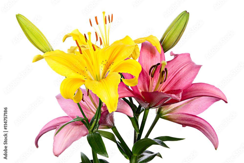 Fototapeta premium Bouquet