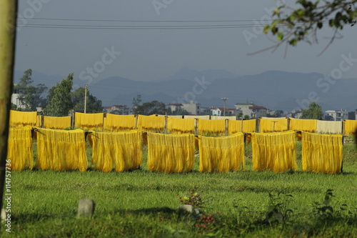 CuDa village - Hanoi - Vietnam - May 11 2014 - Arrowroot vermicelli- a special Vietnamese noodles are being dried on bamboo fences going along the roads of village photo