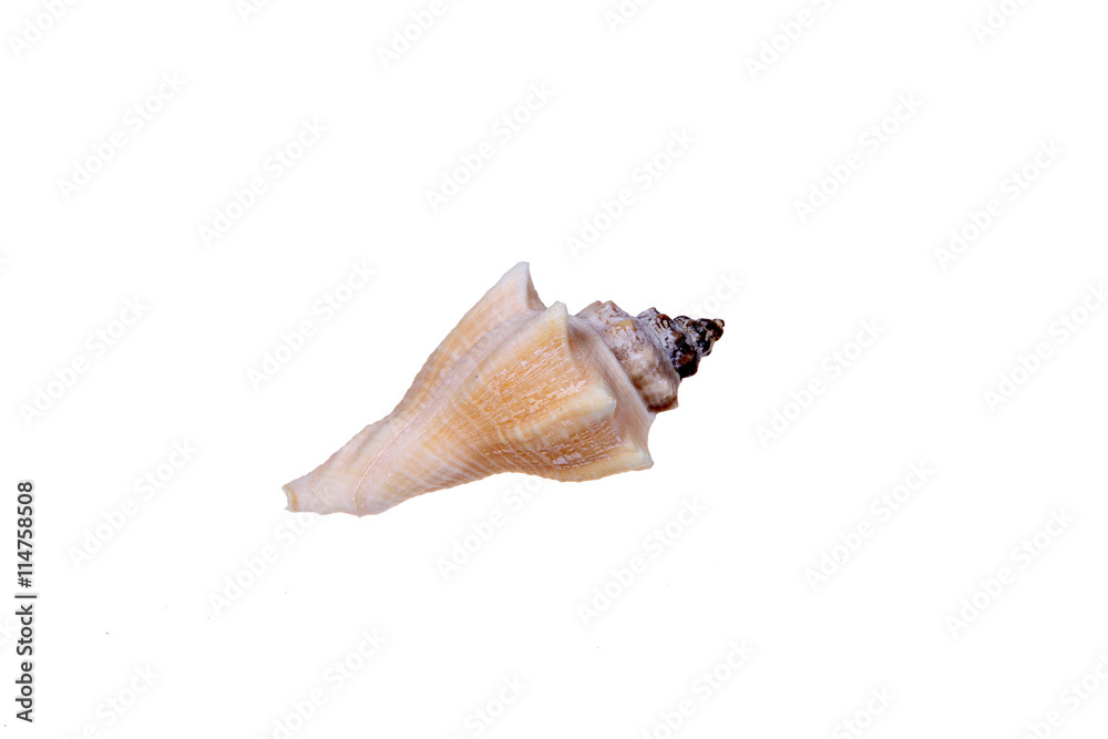 Shell, white background, close-up