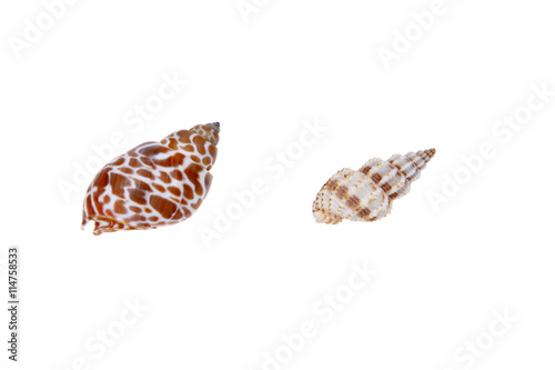 Shell, white background, close-up