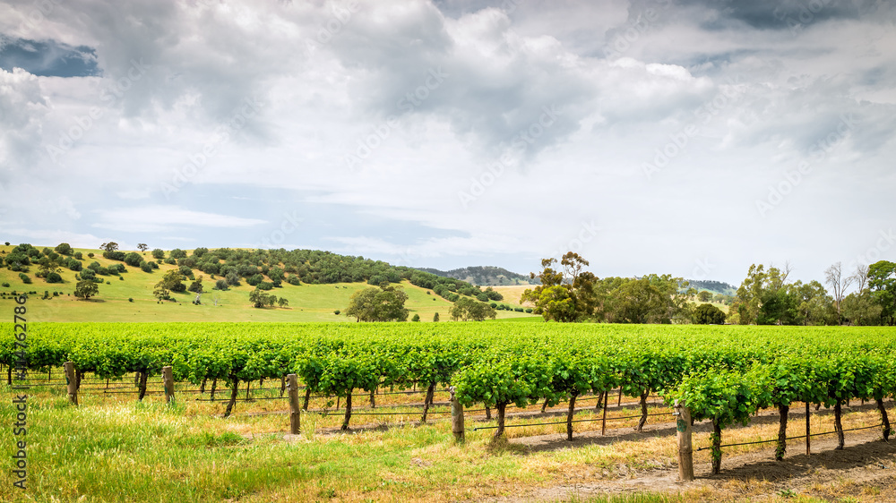 Grape vines in Barossa Valley Grape vines in Barossa Valley