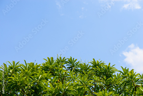 leaf and blue sky