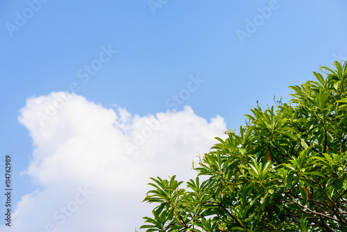 leaf and blue sky
