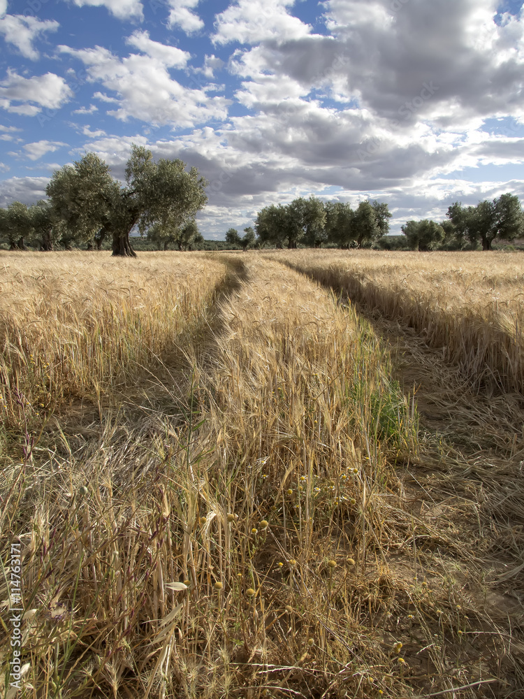 Fototapeta premium Huellas de tractor en campo de cereales