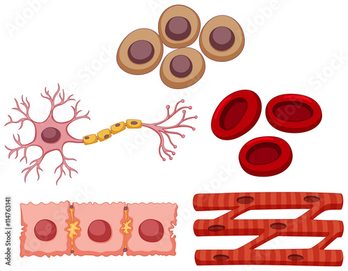 Different type of stem cell