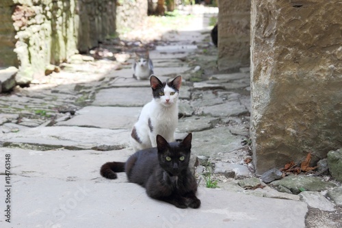 Three cats on old stoned street