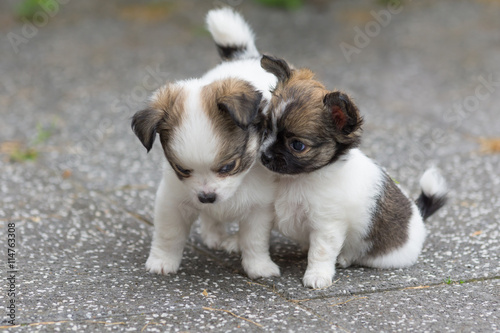 Puppies in a yard © cimbat4