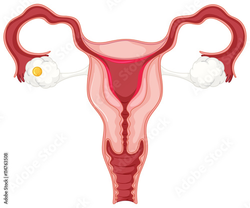 Menstrual cycle for woman.