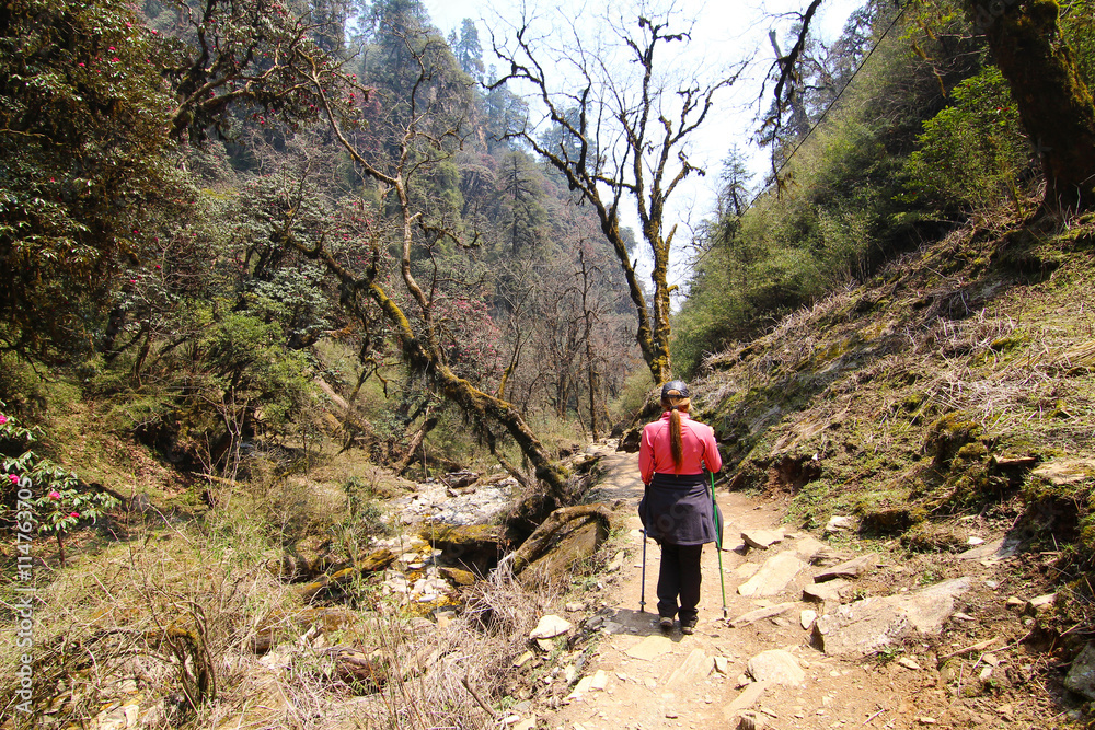 Fototapeta premium Woman with hiking equipment walking in mountain forest