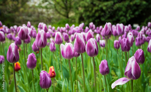 Colorful tulips