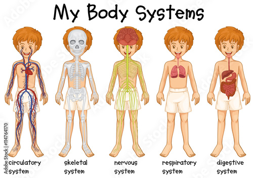 Different system in human