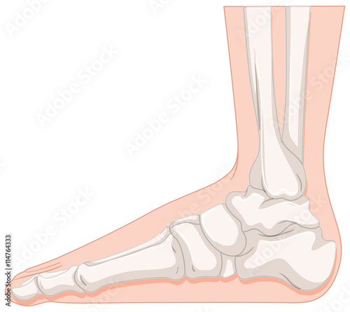 Foot bone in closer look