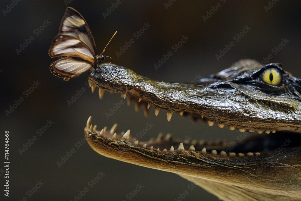 Fototapeta premium Catch me if you can! Schmetterling sitzt auf Krokodilmaul