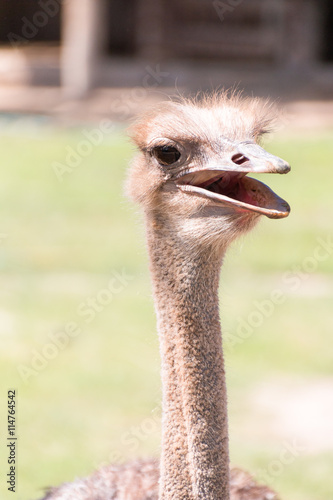 Portrait Ostrich head with green background