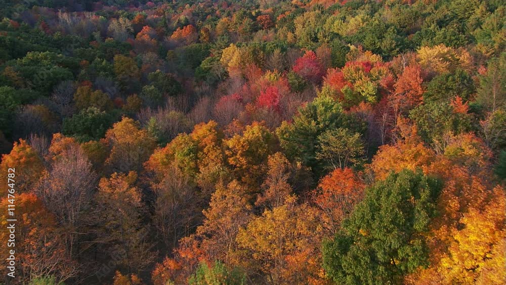 Slow flight across mixed forest in autumn foliage Slow flight across mixed forest in autumn foliage