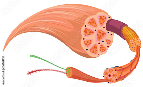 Close up diagram of tissue