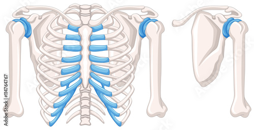 Diagram showing shoulder bones