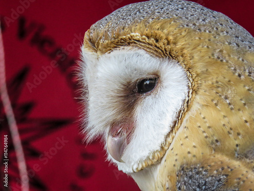 Fototapeta Naklejka Na Ścianę i Meble -  Barn Owl in Zaragoza Spain